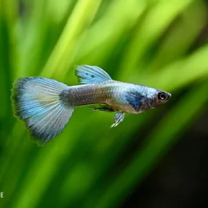 Guppy Moskau Grün (Poecilia reticulata) Garantierte Lieferung